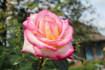 Макро вид. Роза розовая