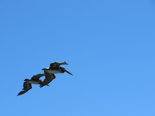 SAN FRANCISCO, CALIFORNIA, USA