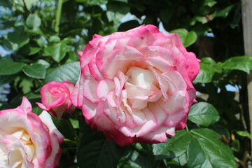 Пышная роза