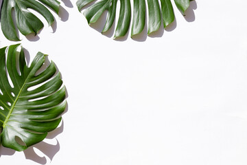 Group of big green monstera leaves of exotic palm tree isolated on white background. Tropical jungle plant with visible texture. Pollution free symbol. Close up, copy space.