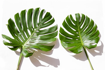 Two big green monstera leaves of exotic palm tree isolated on white background. Couple of tropical jungle plant with visible texture. Pollution free symbol. Close up, copy space.