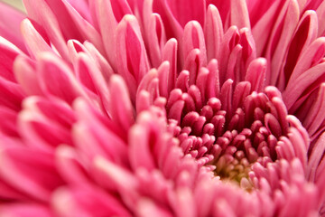 detalle de flor rosa, lili, close up petalos de lili, lilium, close up flor, detalles de petalos de flor, Butchart Gardens Victoria Canada