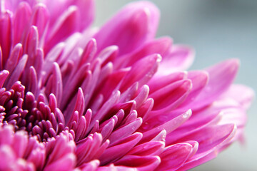 detalle de flor rosa, lili, close up petalos de lili, lilium, close up flor, detalles de petalos de flor, Butchart Gardens Victoria Canada