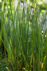 Obraz premium green onion look like grass