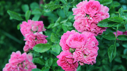 pink flowers in a garden