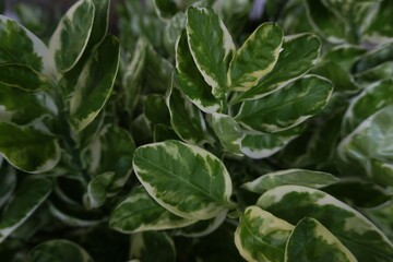 There are many leaves lined up in the front yard, shining the morning light.