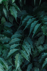 green leaves and green background