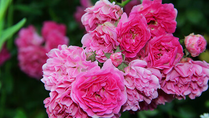pink rose bush. pink flowers in a garden