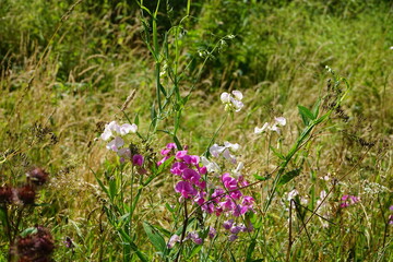 Blühende Wildblumen, Platterbse, Wicke in einer verwilderten Wiese
