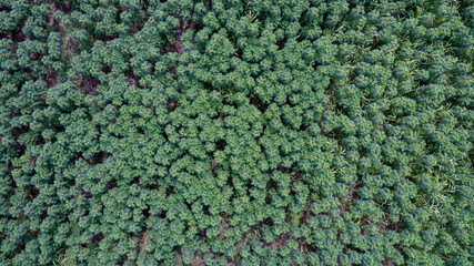 Aerial view Baby cassava or manioc plant on field. agriculture field,bio fuels refinery plant bio ethanol by Cassava. Aerial view Rows of cassava in farm pattern. 
