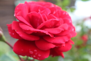 Бардовая роза в саду