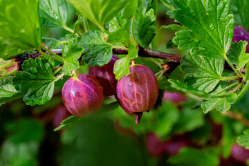 Berries of a red ripe gooseberry
