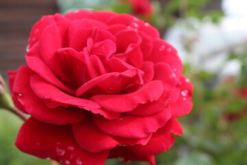 Королевский цветок - Роза