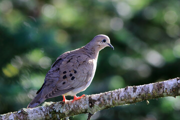Eared Dove (Zenaida auriculata) taken in the black lake in the city of Gramado; Rio Grande do Sul; Brazil.