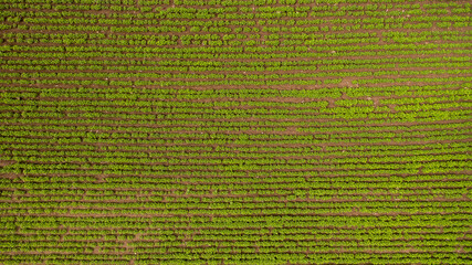 corn field from the top view. Aerial view .Rows of corn field in farmland by drone ( top view). 