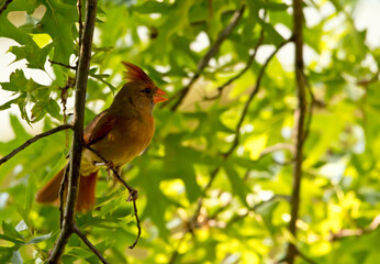 Portrait of female cardinal