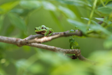 Green tree frog Tree frog - Hyla arborea sitting on a tree branch. There are leaves of a tree around. The photo has a nice bokeh of the old lens.