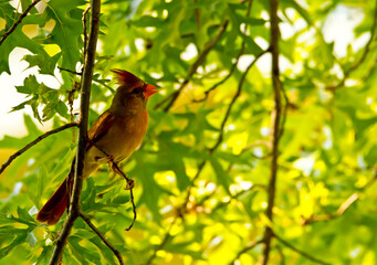 Female cardinal on a tree branch