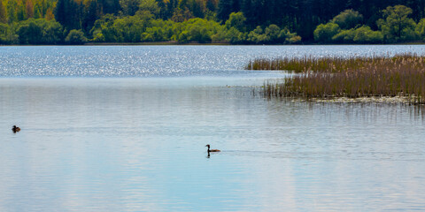 Wild canadian geese swimming in a pond