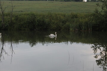 ...ах белый лебедь на пруду...