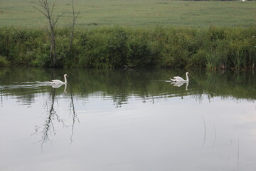 Эталон крепкой семьи - неразлучные лебеди!