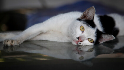 Relaxing cat relaxing reflected on black floor 