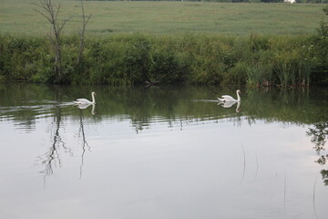Белые лебеди