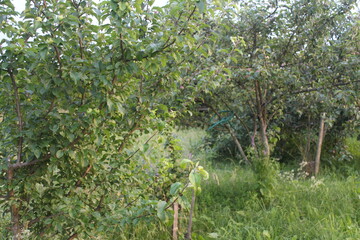 Fototapeta premium apple tree in the garden