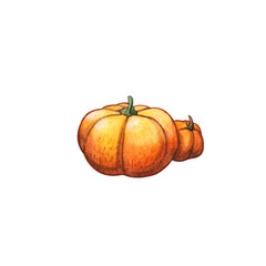 watercolor illustration of two ripe pumpkins