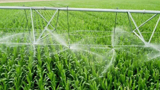 Irrigation system over corn field, close up shooting of watering process.
