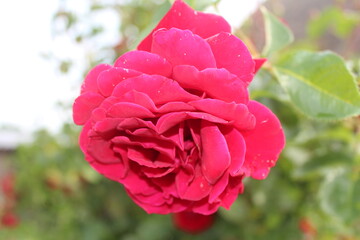 Красная кустовая роза