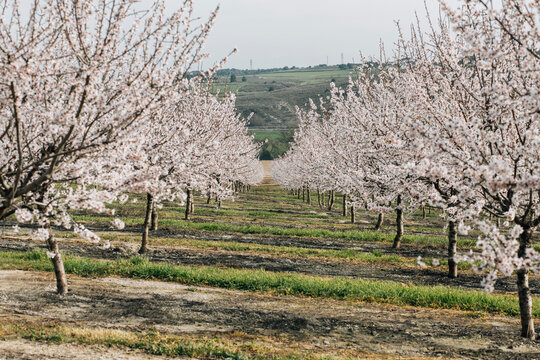 Rows of blooming cherry trees growing on hilly terrain in spring day in Spanish countryside