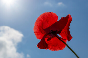 bright red poppy petals in the sun against the blue sky