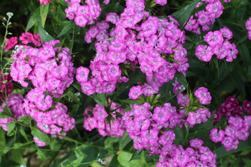 Гвоздика турецкая в моем саду... 