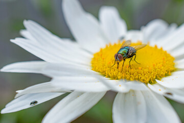 Macro close up head on view of a Blue Bottle fly feeding on nectar on a daisy flower