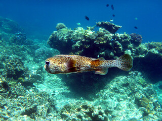 Fototapeta na wymiar A vibrant porcupine fish swims over coral reef