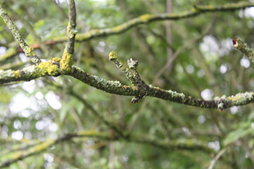 branch of a tree
