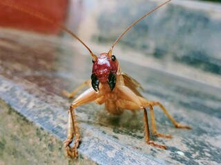 a red cricket