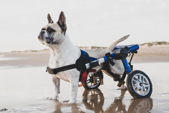 Side view of calm dog using wheelchair standing on wet sand near water on coastline and looking away