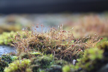 close up of moss