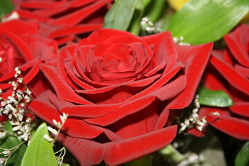 red roses attract attention