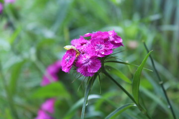 purple flower on green background