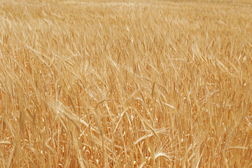 Close up shot of golden wheat ears at large cultivation field in soft orange midday light. Background, copy space, top view.
