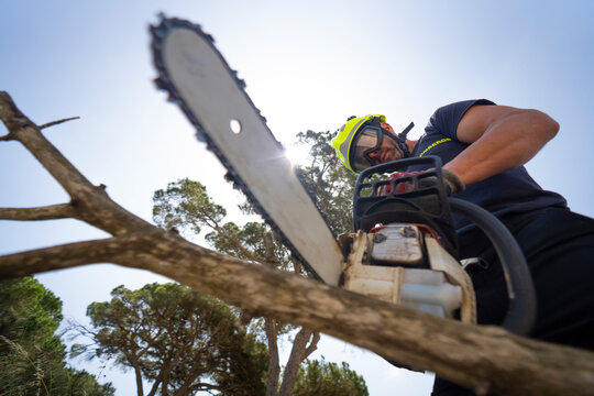 From below of firefighter standing in forest and cutting lumber with chainsaw on sunny day