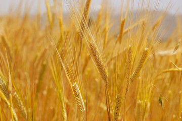 Harvesting season concept. Macro shot of golden wheat ears at large cultivation field in soft orange midday light. Background, close up, copy space for text.