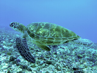 Large green sea turtle swimming over a coral reef