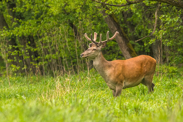 Red Deer stag in the forest. Bieszczady. Carpathian Mountains. Poland.