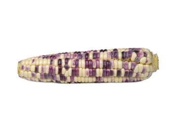 Raw Waxy corn isolated on white background. Seeds color mixed between white & purple