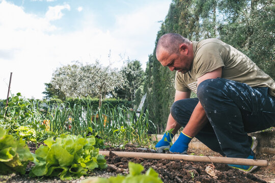 Side view of mature male in casual wear and gloves planting seedlings in soil while working in backyard in spring day in countryside
