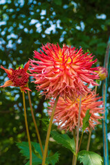 The large flowers and an opening bud of an Aitara Bronwyn Dahlia. This herbaceous fimbriated laciniated perennial flower was photographed growing in Friuli, Italy
